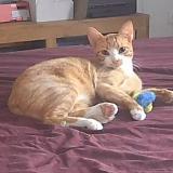 Picture of cat lost at Bruguieres