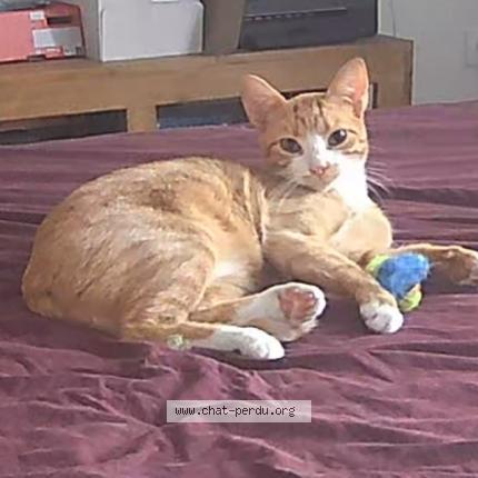 Photo 1/1 Peach Chat lost in Bruguieres