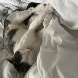 Picture of cat lost at Chambray Les Tours