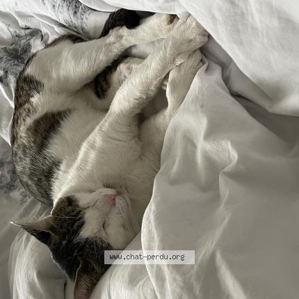 Photo 1/1 Lee Chat lost in Chambray les tours