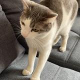 Picture of cat lost at Liffol Le Grand