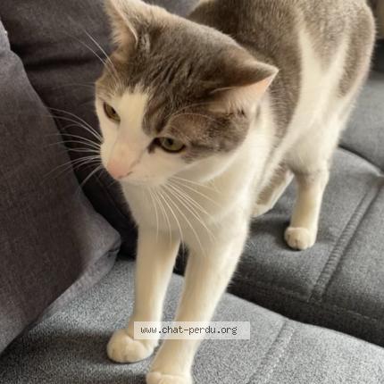 Photo 1/1 Shelby Chat lost in Liffol le grand