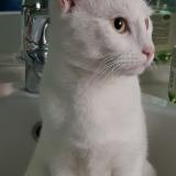 Picture of cat lost at Brebieres