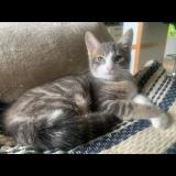 Picture of cat lost at La Rochelle