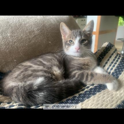 Photo 1/1 Mimi Chat lost in La rochelle