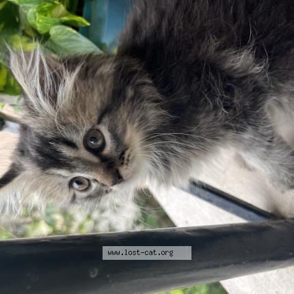 Photo 1/1 Watson Chat lost in Cochin