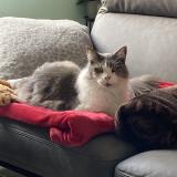 Picture of cat lost at Ruoms