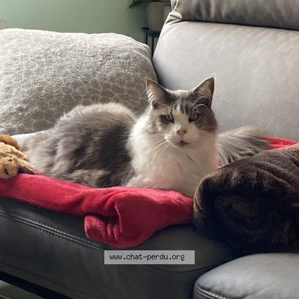 Photo 1/1 Cibelle Chat lost in Ruoms