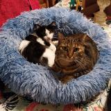 Picture of cat lost at La Ferte Gaucher