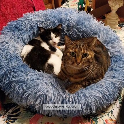 Photo 1/1 UDELIA Chat lost in La ferte gaucher