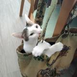 Picture of cat lost at Bon Encontre