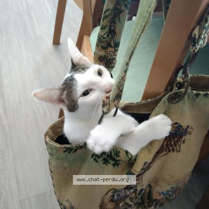 Photo 1/1 Moon Chat lost in Bon encontre