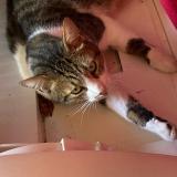 Picture of cat lost at Illzach