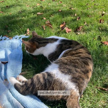 Photo 2/2 Panache Chat lost in Illzach