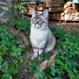 Picture of cat lost at Les Martres D Artiere