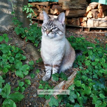 Photo 1/1 Hérésie Chat lost in Les martres d artiere