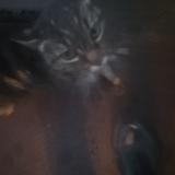 Picture of cat found at Mantes La Ville