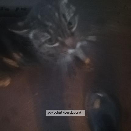 Photo 1/5 Cat reunited Found in Mantes la ville