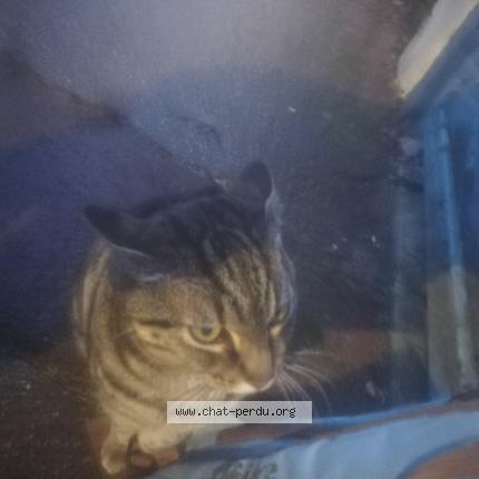 Photo 2/5 Cat reunited Found in Mantes la ville