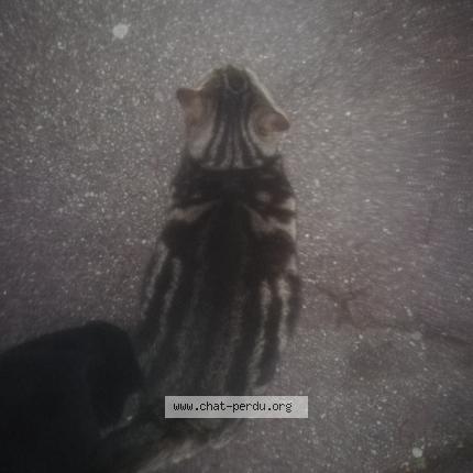 Photo 3/5 Cat reunited Found in Mantes la ville