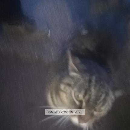 Photo 4/5 Cat reunited Found in Mantes la ville