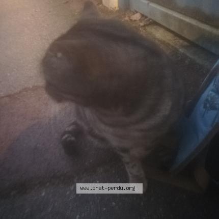 Photo 5/5 Cat reunited Found in Mantes la ville
