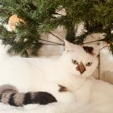 Picture of cat lost at Montreuil