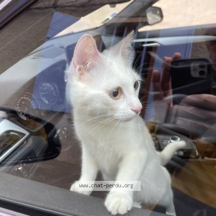 Photo 1/1 Cat reunited Found in Lyon