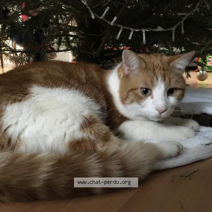 Foto van vermiste kat in Bruxelles
