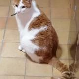 Picture of cat lost at Toulouse