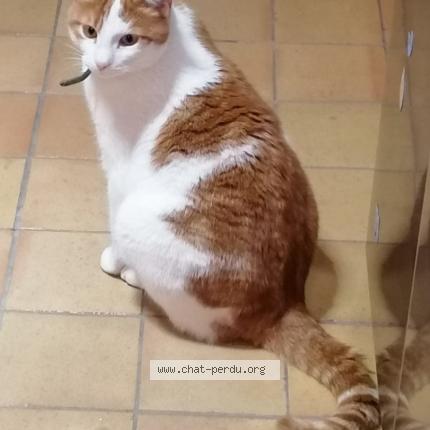 Photo 1/1 H&eacute;lios Chat lost in Toulouse