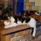 Picture of cat lost at Faverges Seythenex