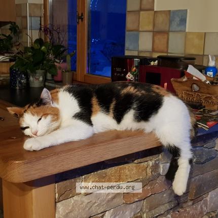 Photo 1/1 Princesse Chat lost in Faverges seythenex