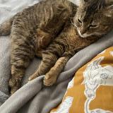 Picture of cat lost at Houilles