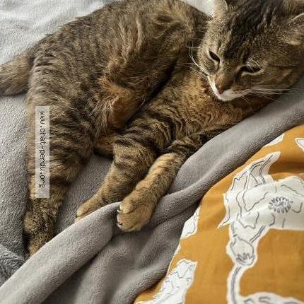 Photo 1/1 Maru Chat lost in Houilles