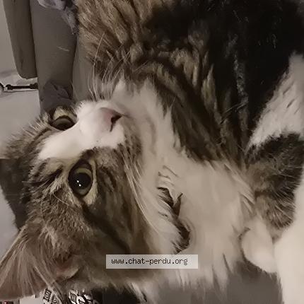 Photo 1/1 Cat reunited Found in Nogaro