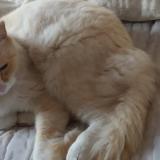 Picture of cat lost at Saint Cyr En Val