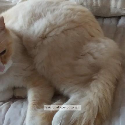 Photo 1/1 Orion Chat lost in Saint cyr en val