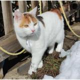 Picture of cat lost at Aubiere