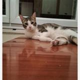 Picture of cat lost at Meyzieu