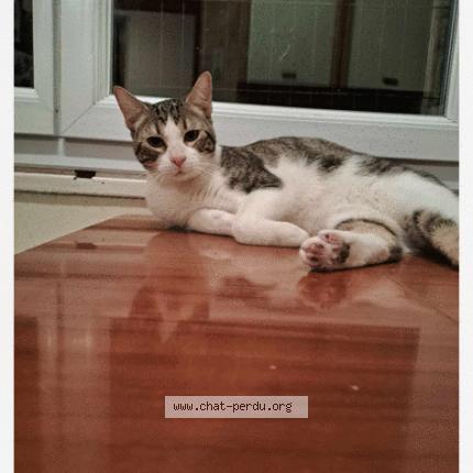 Photo 1/1 Nini Chat lost in Meyzieu