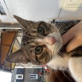 Picture of cat found at Elbeuf