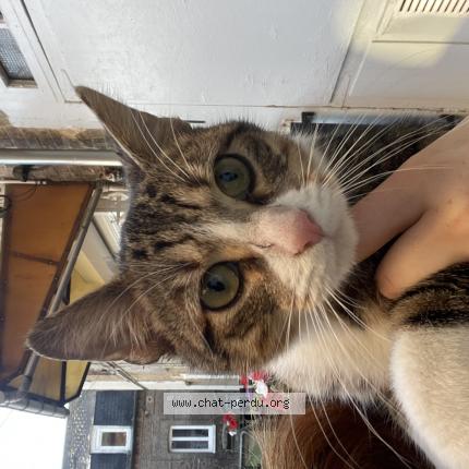 Photo 1/1 Found cat Found in Elbeuf