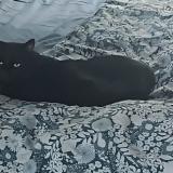 Picture of cat lost at Saint Pierre En Faucigny