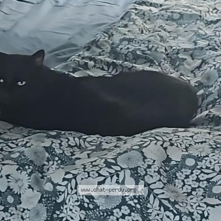 Photo 1/1 Bidule Chat lost in Saint pierre en faucigny