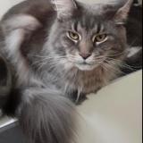 Picture of cat lost at Echirolles