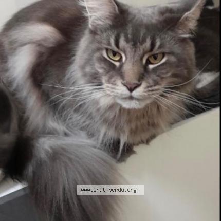 Photo 1/2 Cat reunited Lost in Echirolles