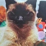 Picture of cat lost at Meaux