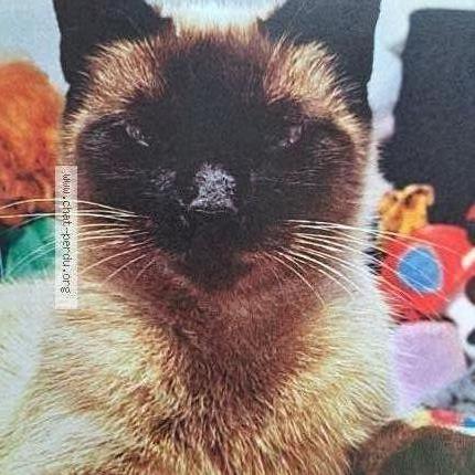 Photo 1/1 Blue Chat lost in Meaux