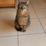 Picture of cat lost at Rosieres En Santerre